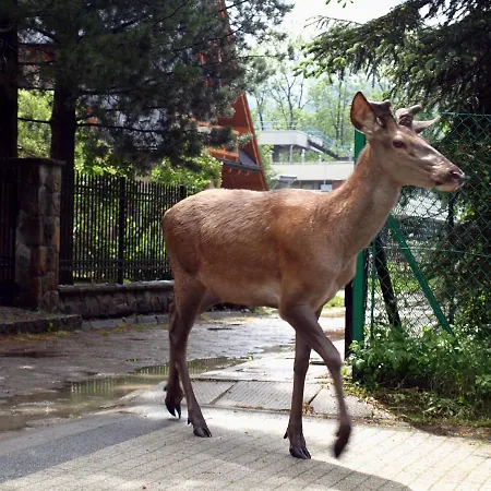 Проживание в семье Rysy *