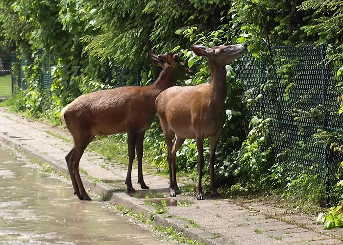 Rysy Accommodatie bij particulieren *