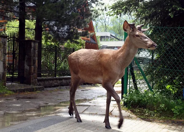 Accommodatie bij particulieren Rysy *